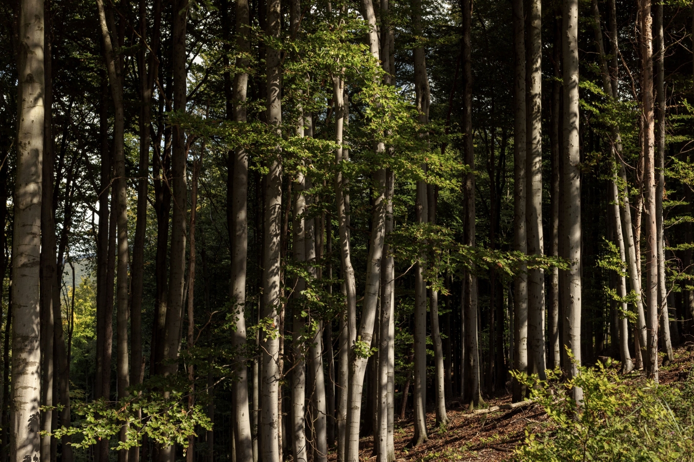 forest