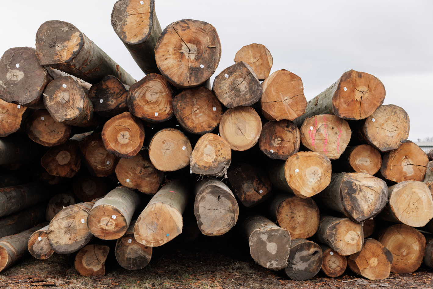 wood