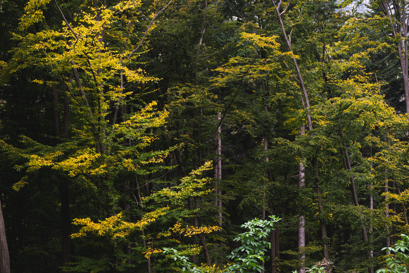 forest