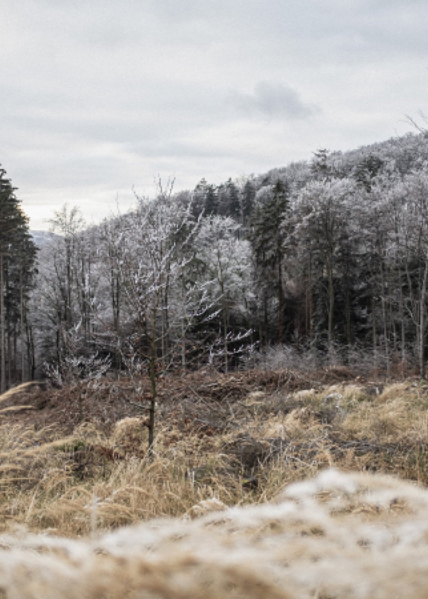 forest